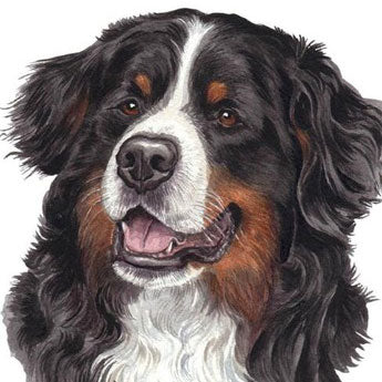 Bernese Mountain Dog Diamond Painting