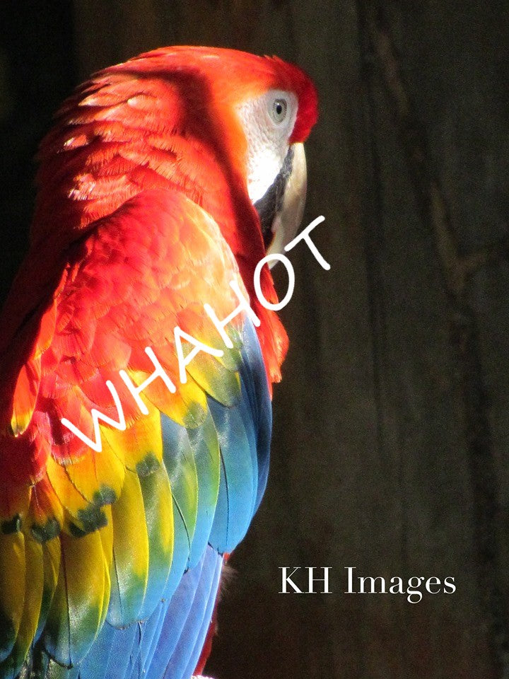 Parrot