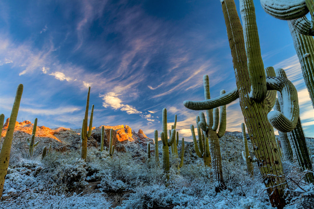 Cacti scene