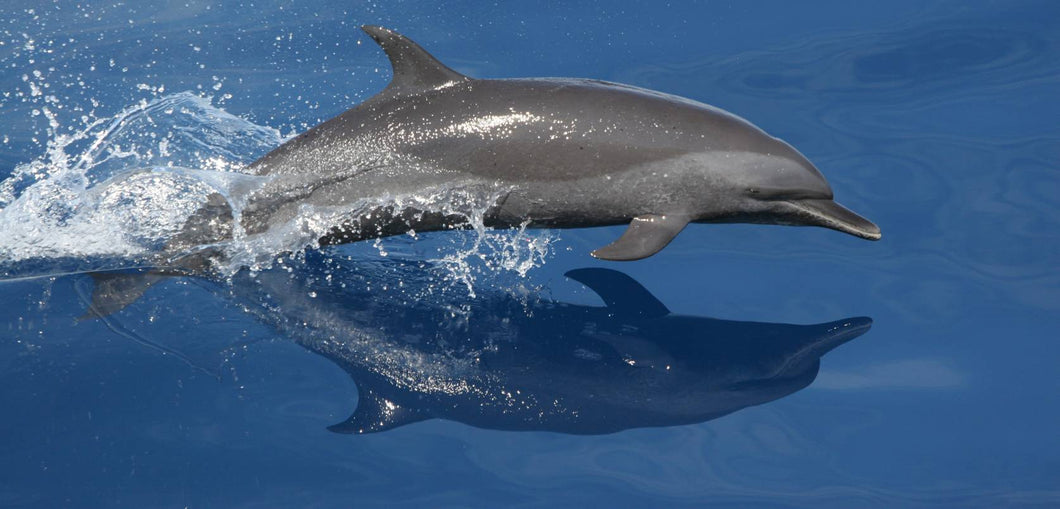 Diving Dolphin Diamond Painting