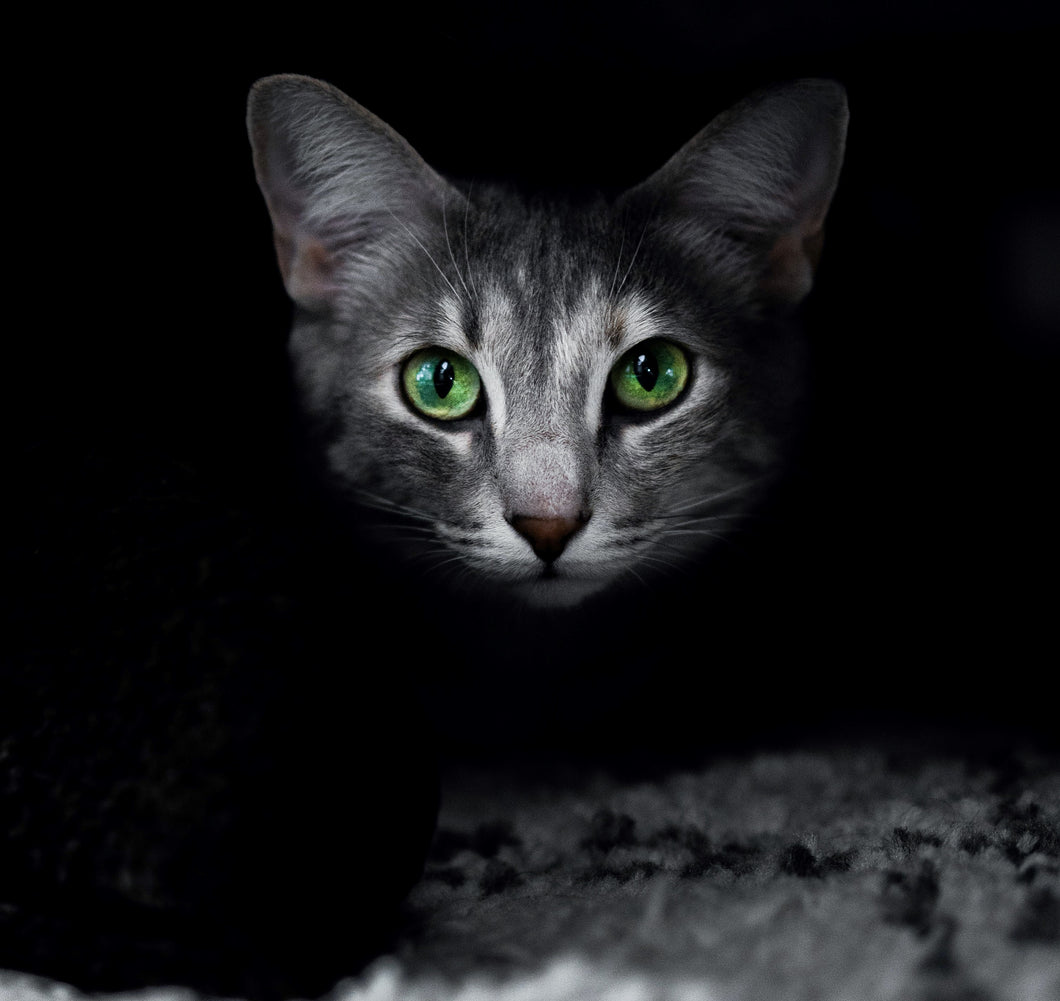 Green Eyed Cat Diamond Painting