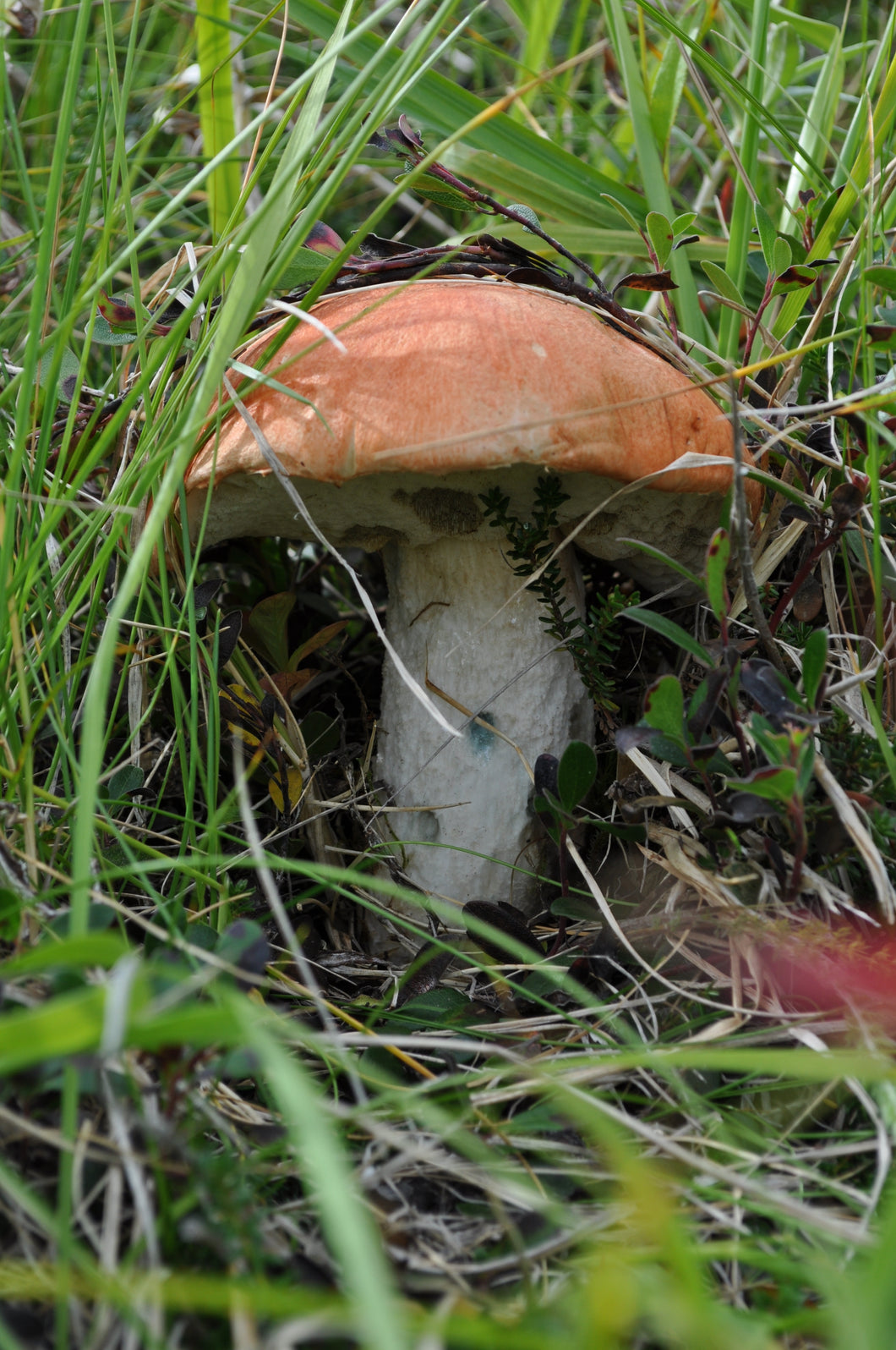 Toadstool